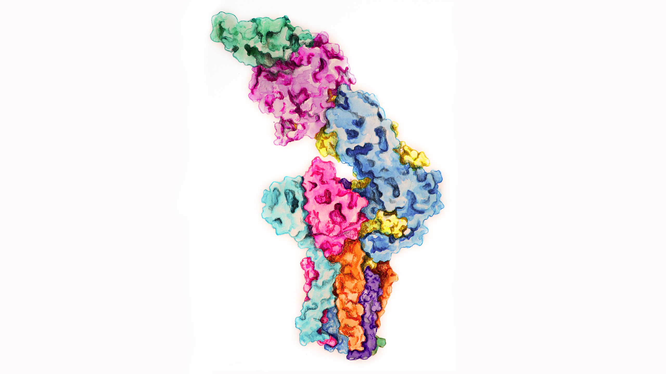 Molecular mechanisms governing immune tolerance