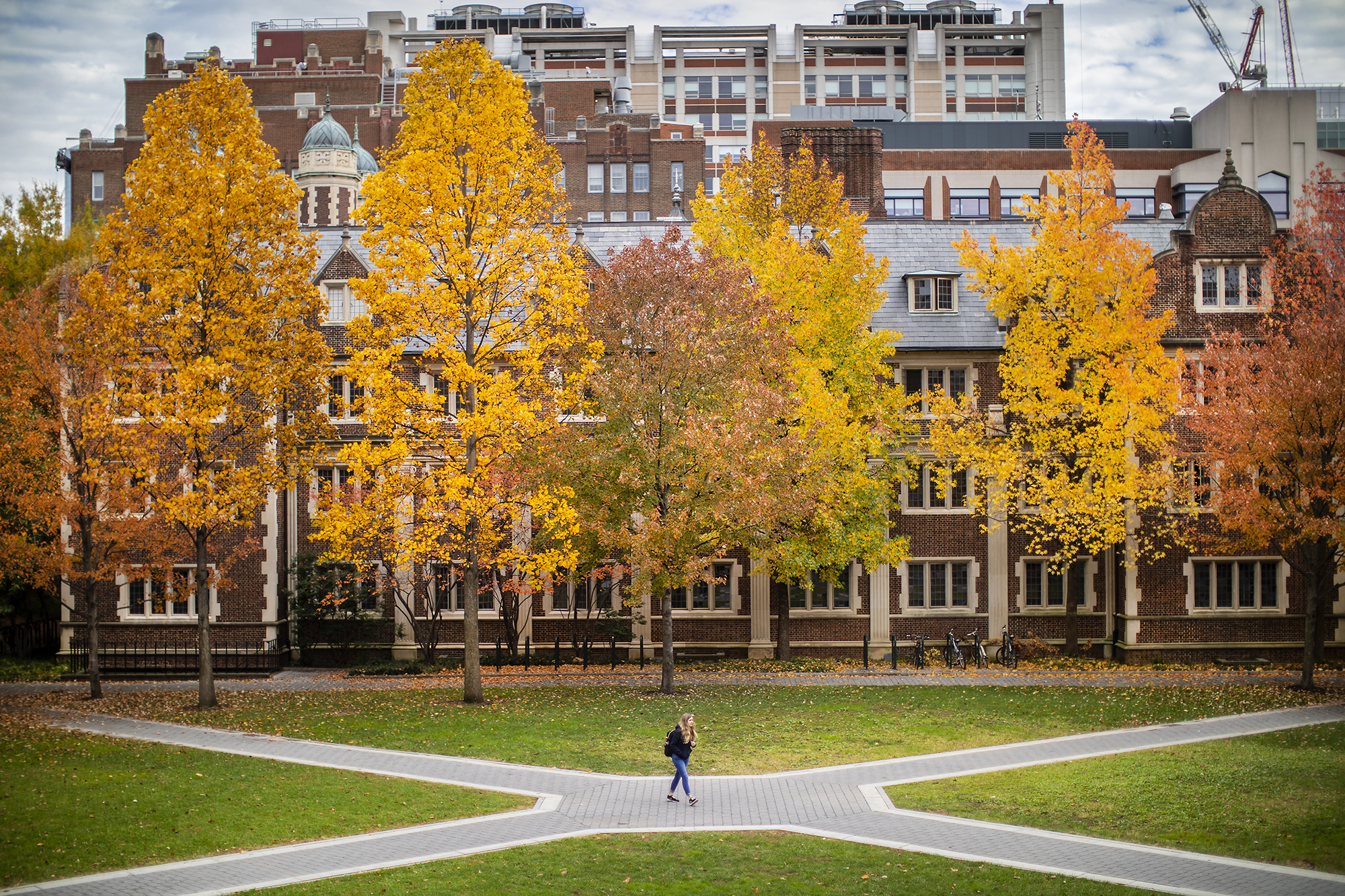 Campus quad at the University of Pennsylvania in autumn, brick dorms framed by yellow maples. Mohammad Haj Dezfulian UPenn Harvard
